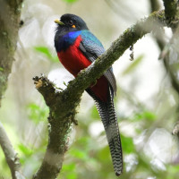 Bar-tailed Trogon